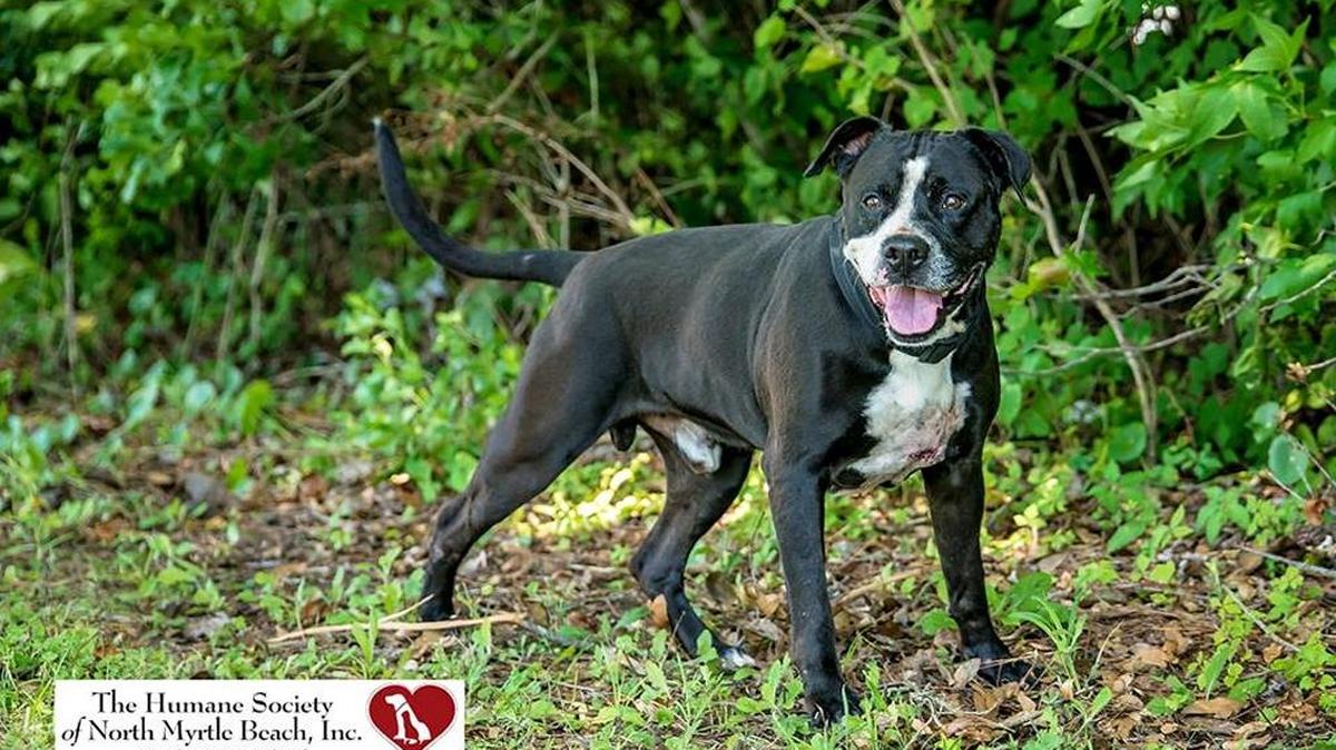 Kojack is a very well-behaved, stylish fellow. He’s very active and alert. Kojack would be a terrific walking companion as he sets a nice pace and looks to you for direction. He knows “sit” and is happy to stay seated while you give him a nice tummy scratch and back rub. He would be a great family pet because he just loves everyone he meets! If you think this lovely gent belongs in your home, come meet him today!
