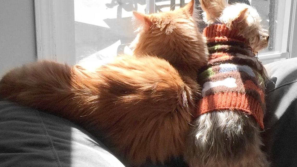 Animal Tales | All about Leo ‘The Lion’ and Dobby ‘The House Elf’