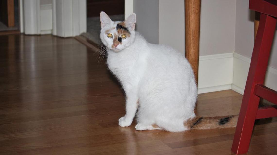 Animal Tales | All about Pinky