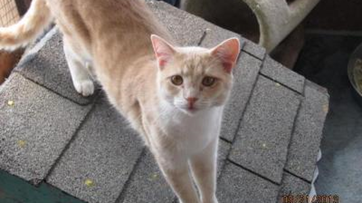 Oscar: DSH/Beige and White Oscar was born outdoors to a stray mother. Even though he was brought to WARM as a kitten and has been handled since very young, he is still a little shy of people - he has decided though that he likes to be petted and loved so he will come to you for your attention and affection! He enjoys hanging out in the cat room with the other kitties