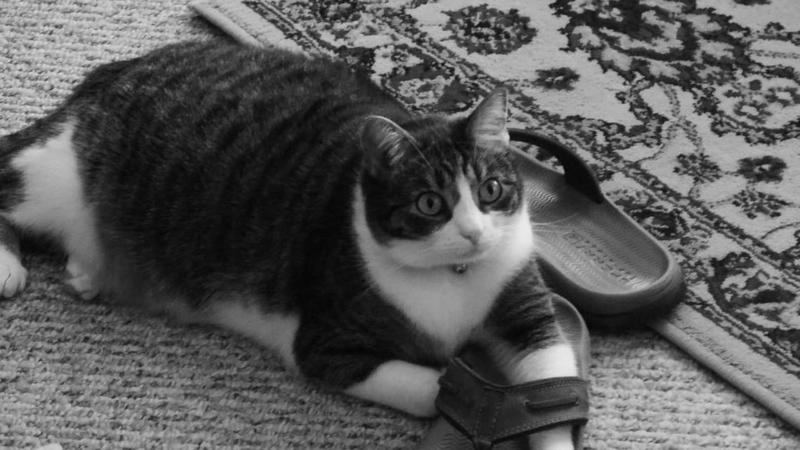 Animal Tales | All about Wags