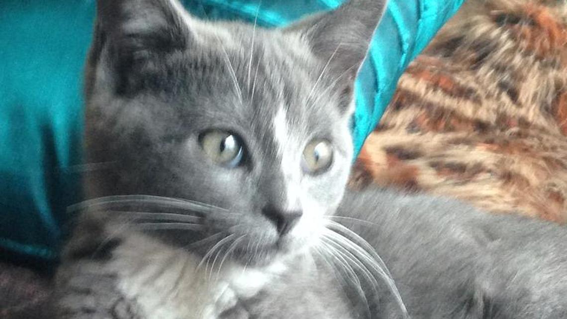 Animal Tales | All about Grey-Raye