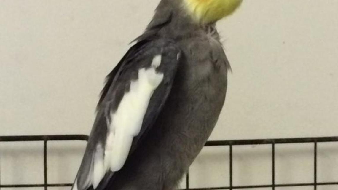 Meet Sammy: The elder cockatiel at S.C. CARES