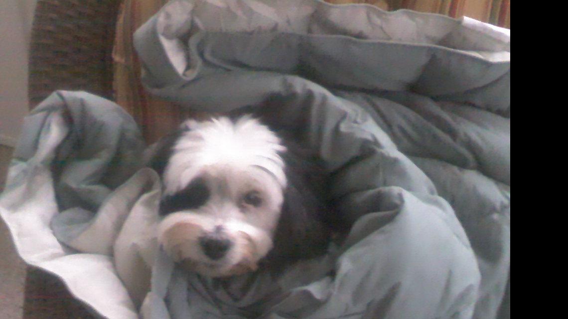 Animal Tales | All About Paco