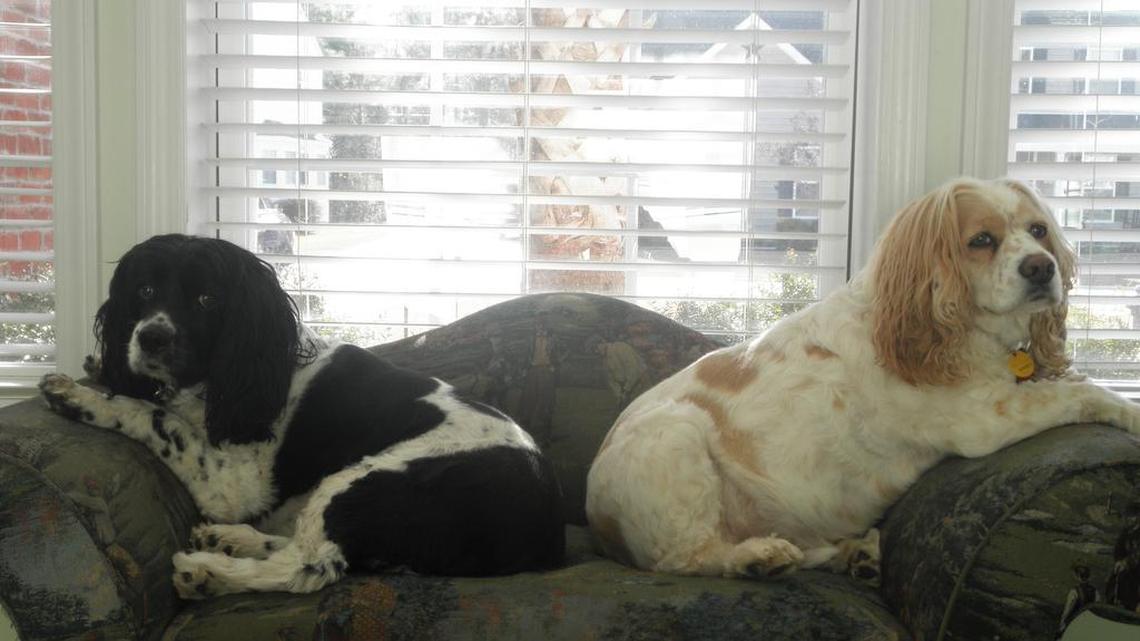 Animal Tales | All about Tomo and Kody