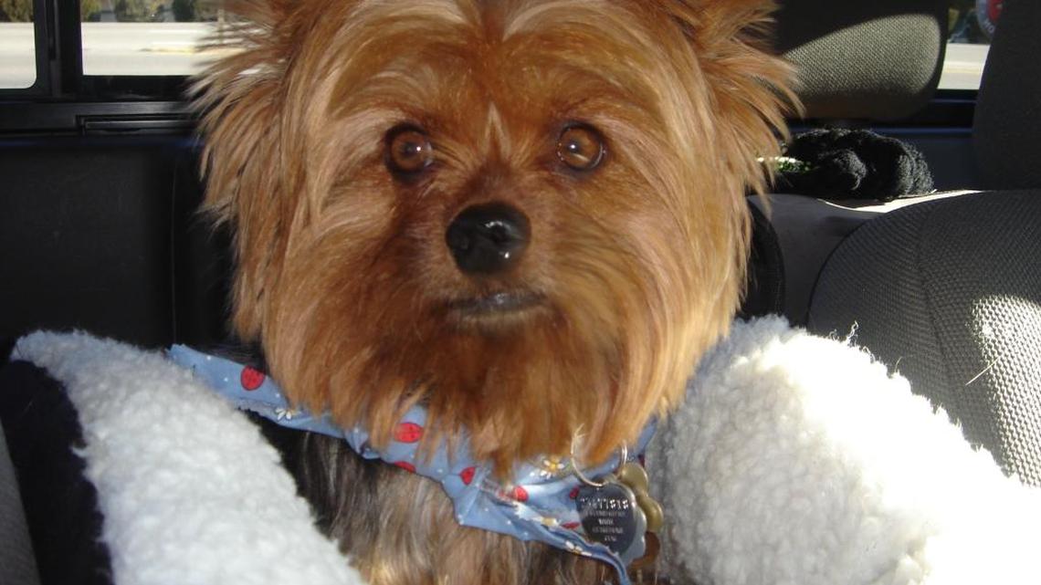 Animal Tales | All about Cee Cee