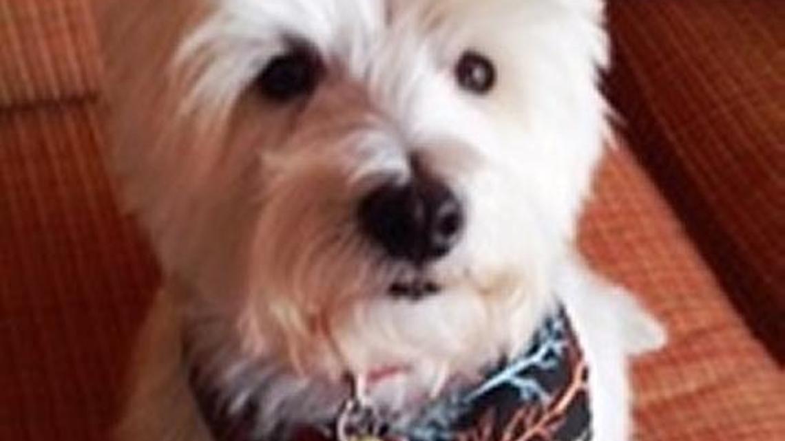 Animal Tales | All About Wesley