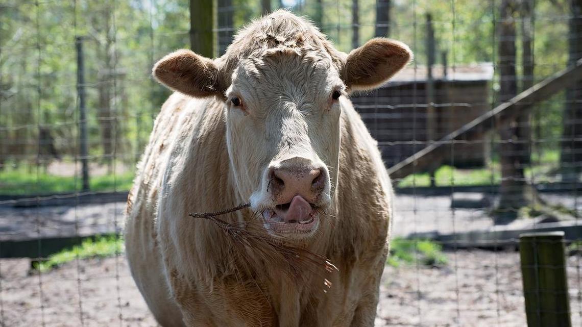 More to Mayflower than meets the eye