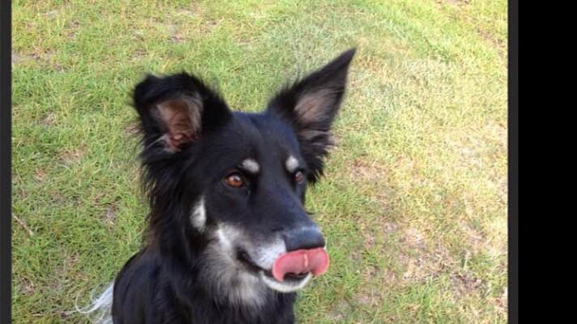 Animal Tales | All about Shelby