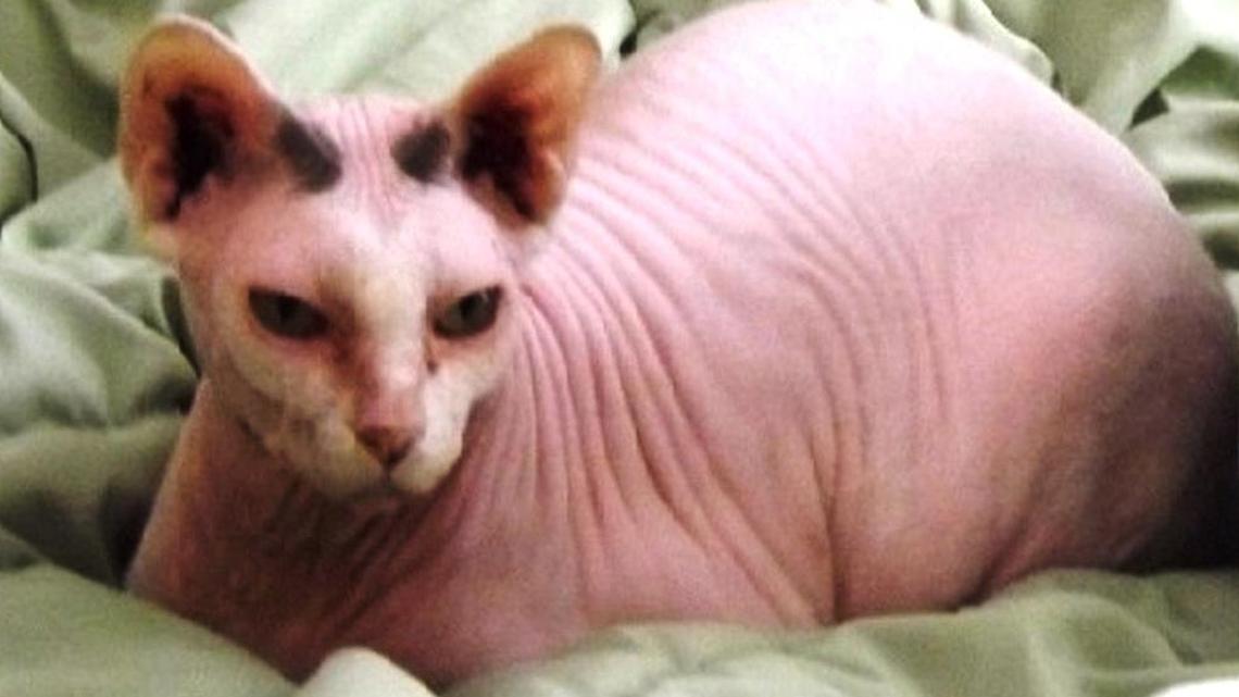 Animal Tales | All about Whiskey