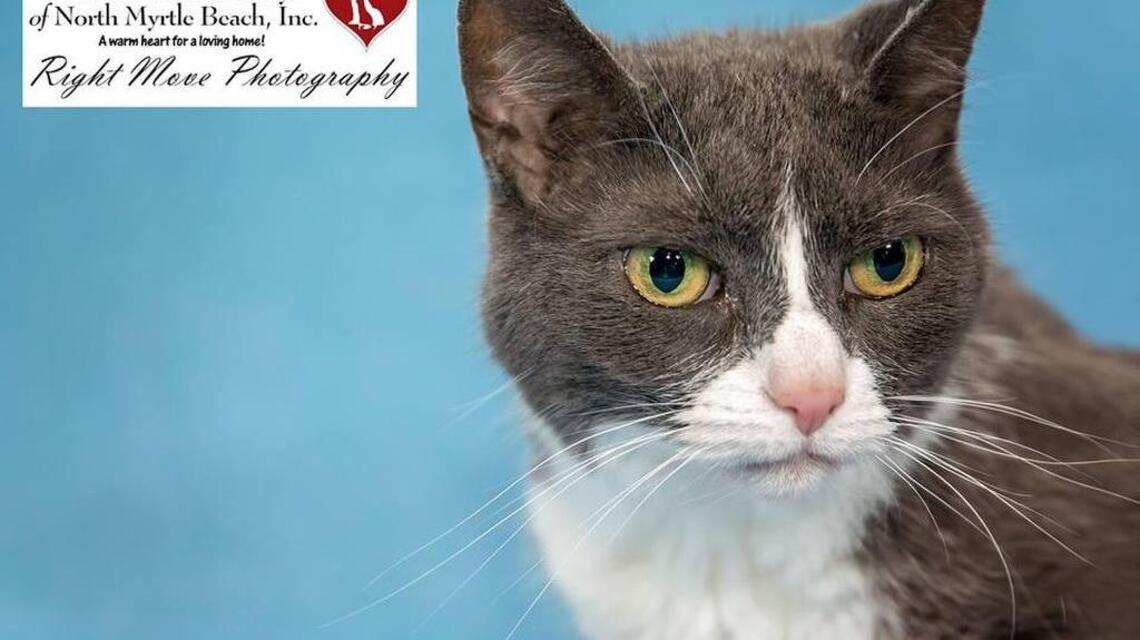 Animals for adoption: Humane Society of North Myrtle Beach
