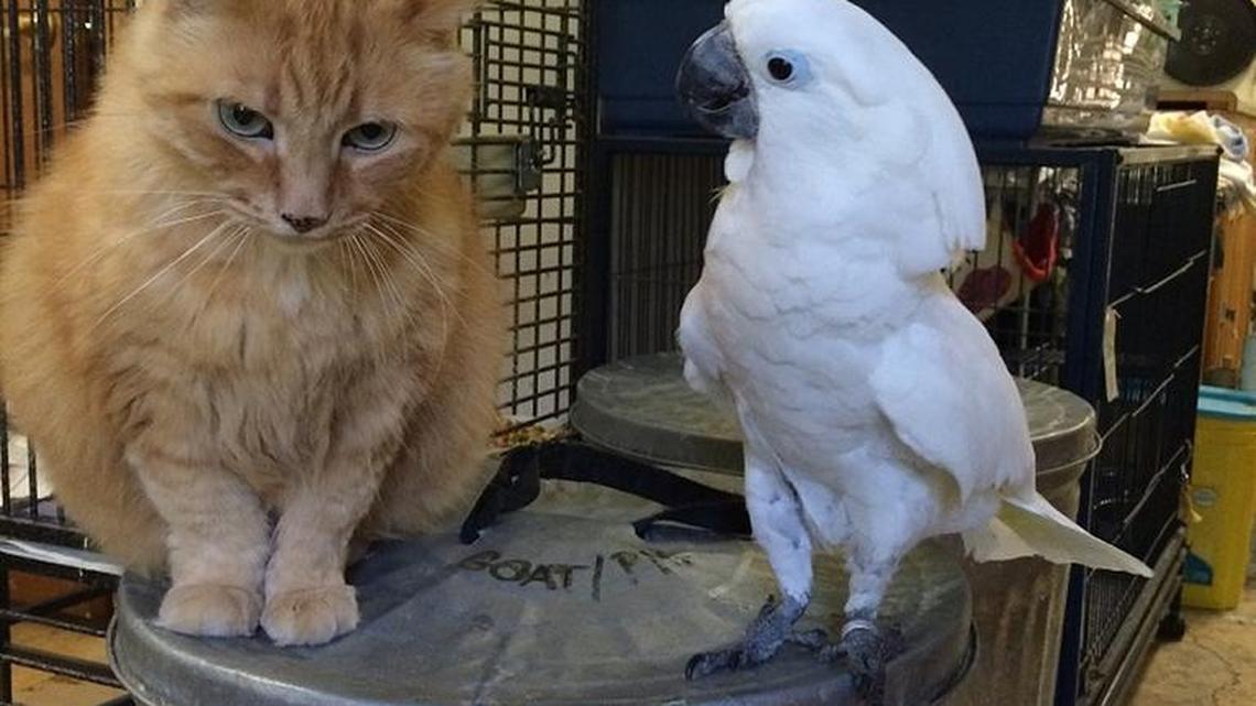 Friends come in all shapes and sizes at S.C. Cares