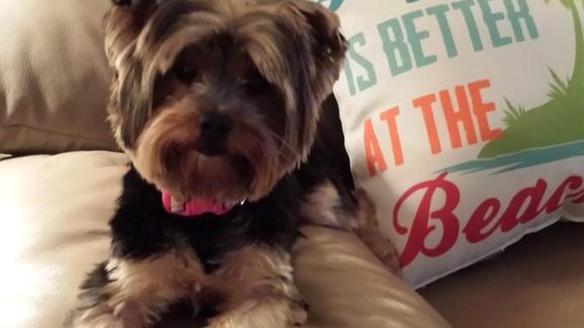 Animal Tales | All about Abby