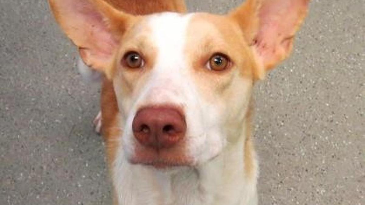 Amelia, Heyyyy there! My name is Amelia. I’m a real outgoing pup, who loves attention! I’m looking for my furever home to be somewhere I will get tons of attention and love! Could that be with you? Come meet me today.