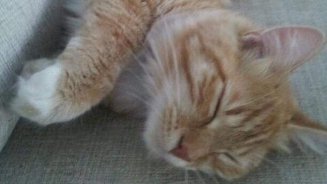 Animal Tales | All about Bogart