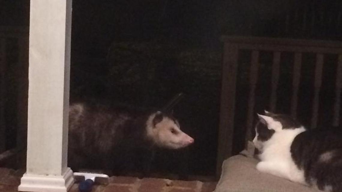 Animal Tales | All about Cloudy and Erie