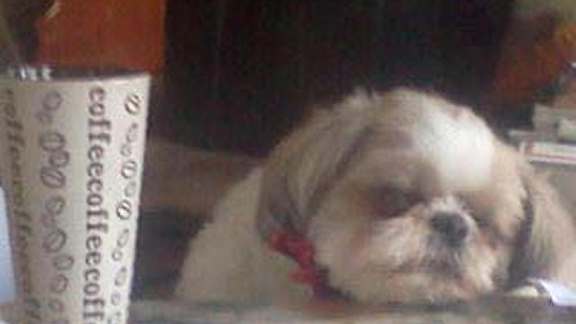 Animal Tales | All about Shatzi