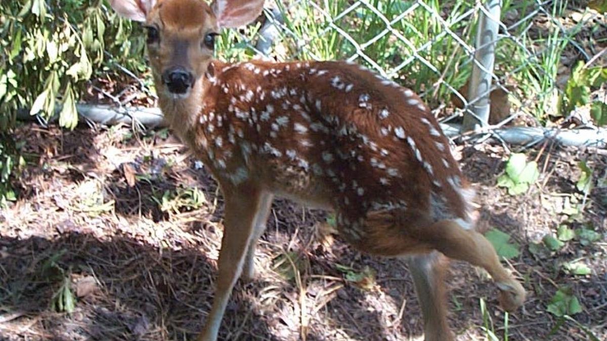 Sweetie had her left rear leg caught in shrubbery, and the people at S.C. CARES helped get her back to recovery.