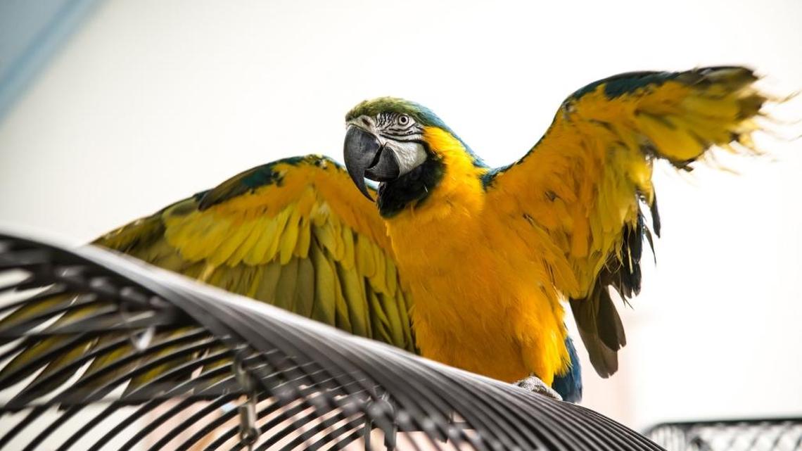 Meet Scratch, the macaw at S.C. CARES