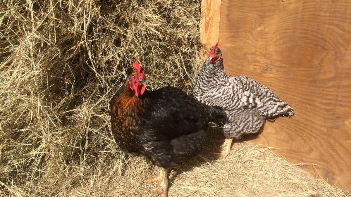 Mable, left, and Sprout have been best friends.