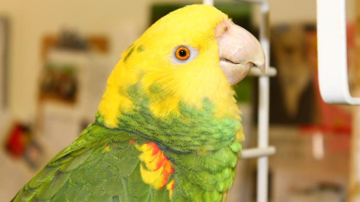 
Molly is a double yellow-headed Amazon at SC-CARES.
