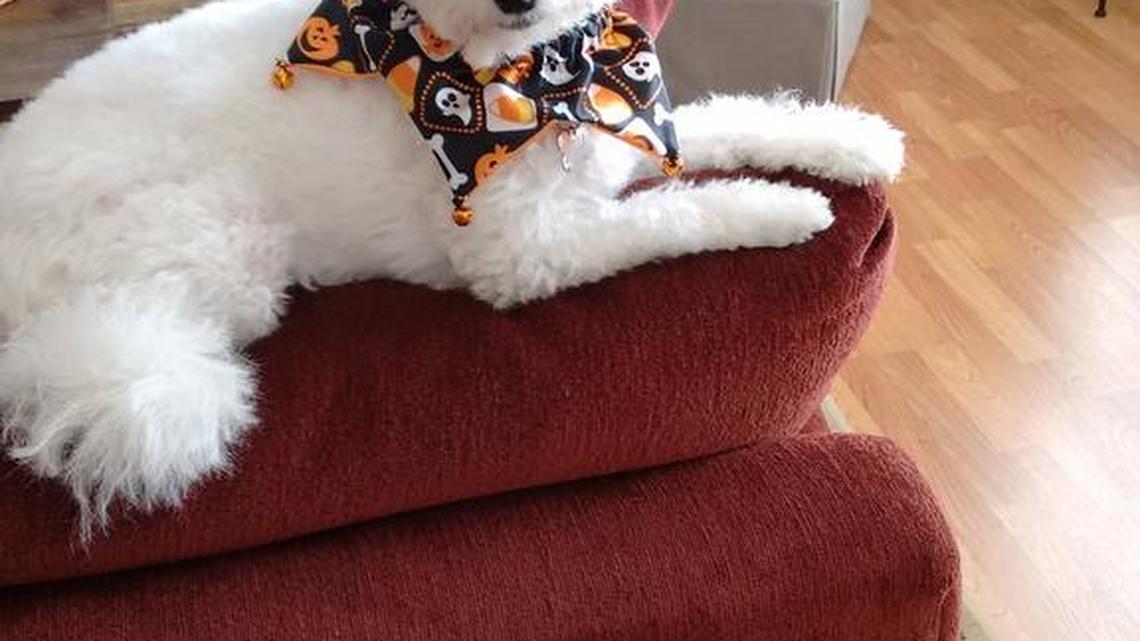 Animal Tales | All about Nilla