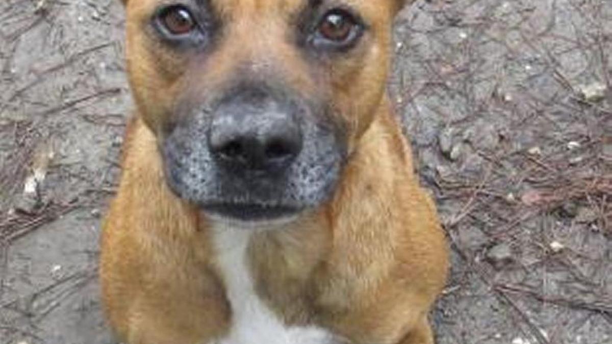 Felicia, Felicia is a Shepherd - Brown/Black about 2 years old. This girl is very sweet and loves to be right next to you. She is about 40 pounds and is known to be good with men, women and kids. This sweet girl also knows basic commands like sit, come and down. She is pretty laid back not to much energy just a big cuddle bug! Come on down to Saint Frances Animal Center to see her today.