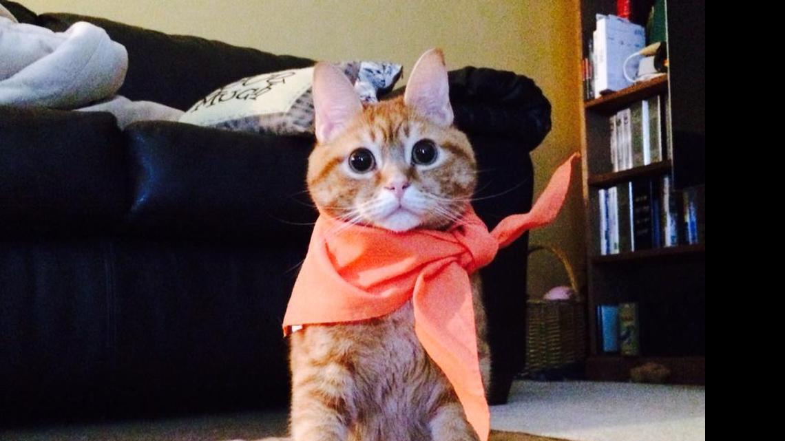 Animal Tales | All About Orangie White