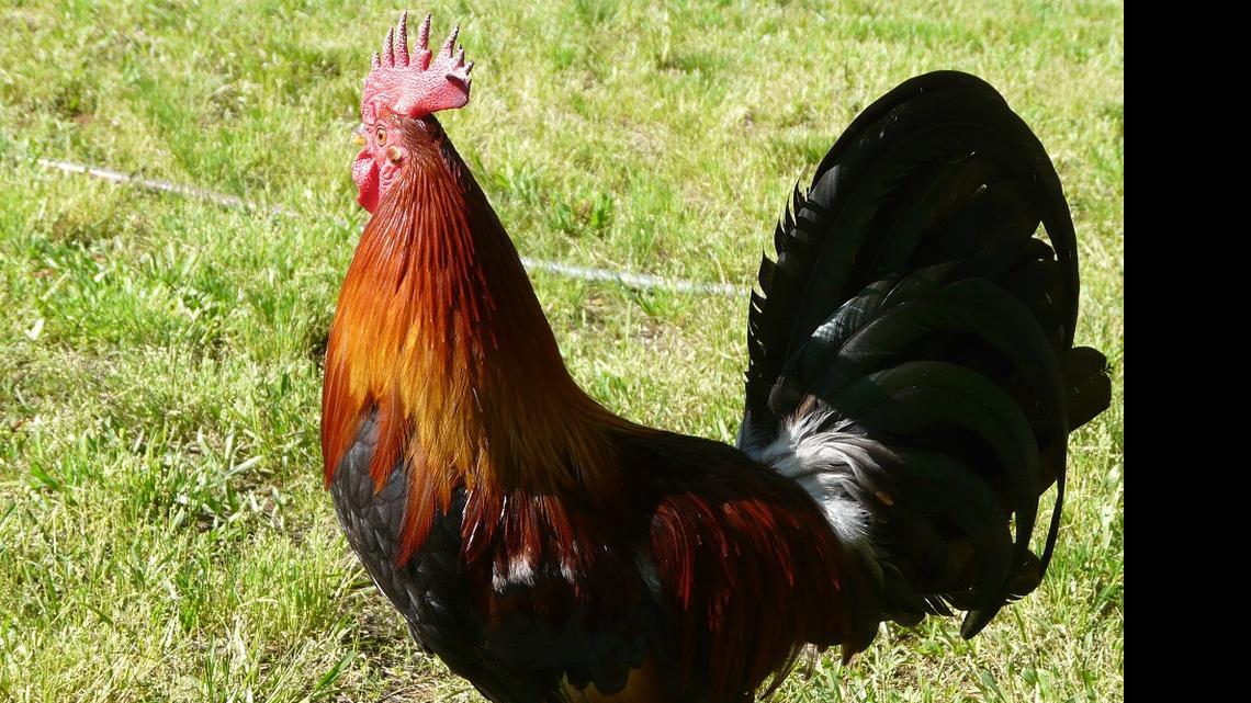 The life of a rooster