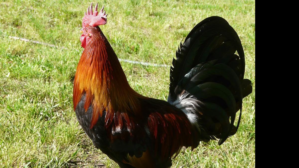 
Simon, the gamecock, rules the roost at S.C. Coastal Animal Rescue and Educational Sanctuary in Georgetown.
