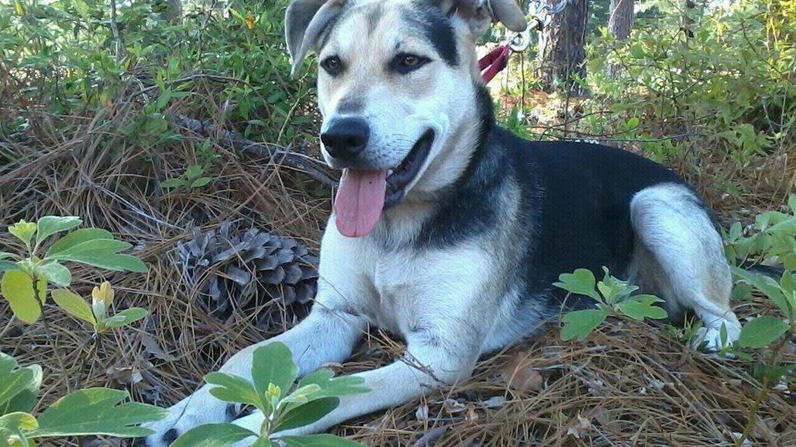 Animal Tales | All about Max