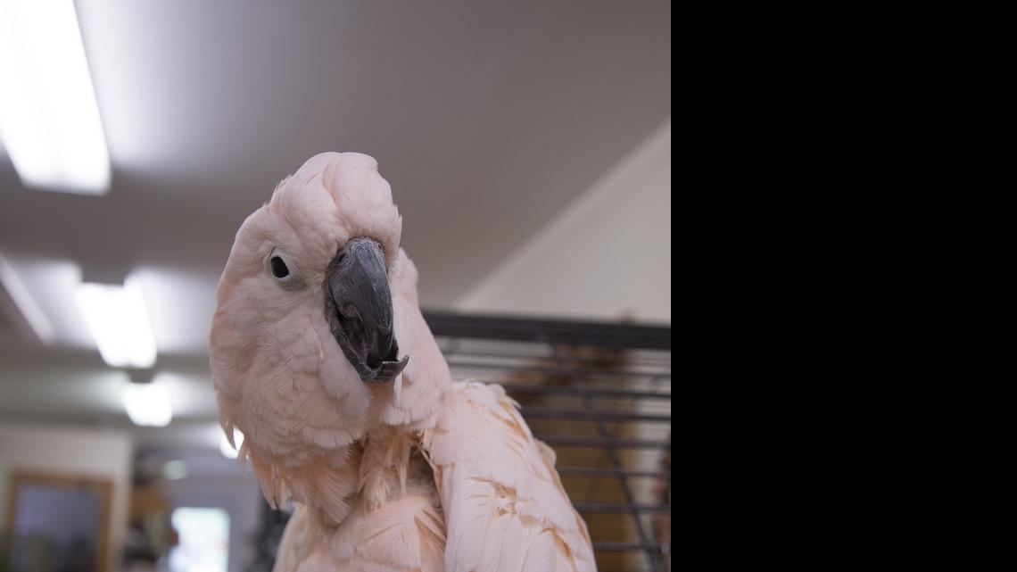 Millie the Moluccan cockatoo chats, entertains friends at SC-CARES