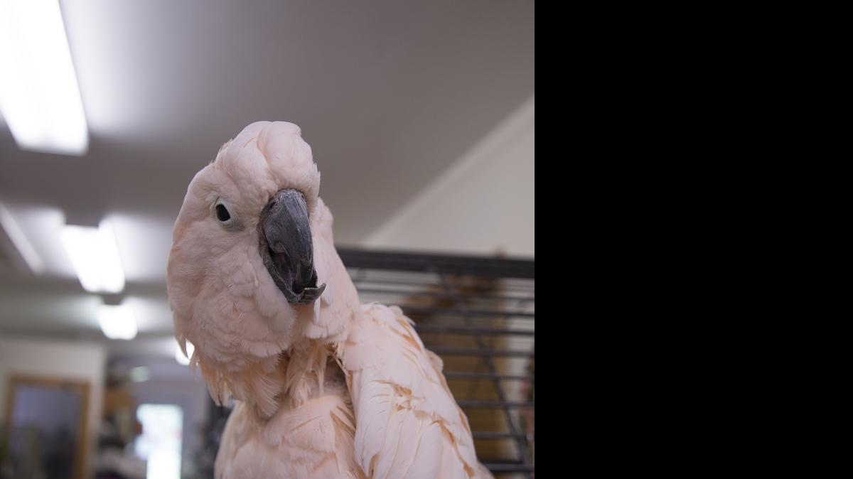 
Millie, a Moluccan cockatoo, resides at the S.C. Coastal Animal Rescue and Educational Sanctuary. 
