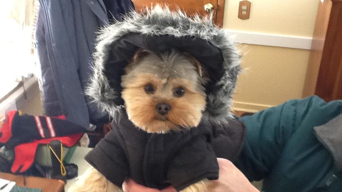 Animal Tales | All about Roxy