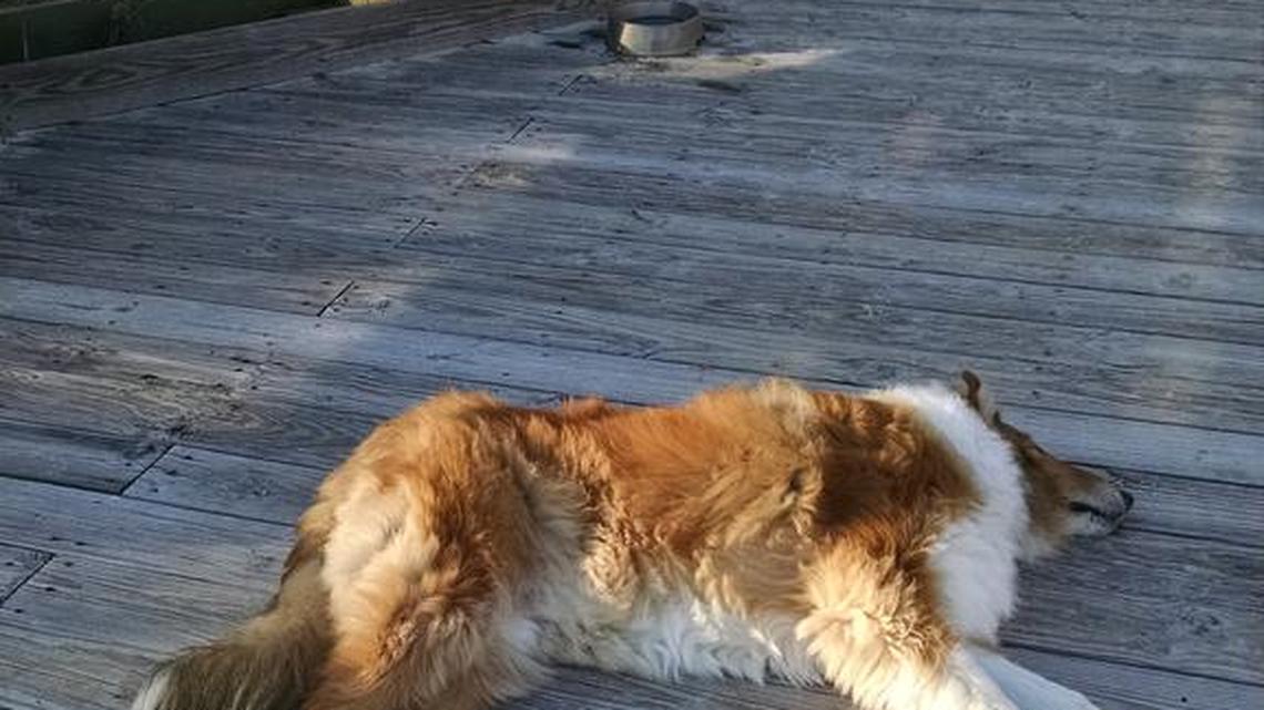 Animal Tales | All about Cody