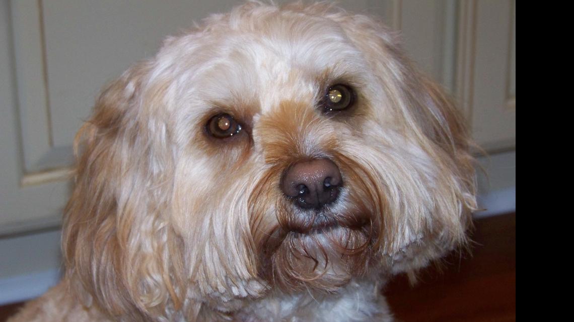 Animal Tales | All About Samson