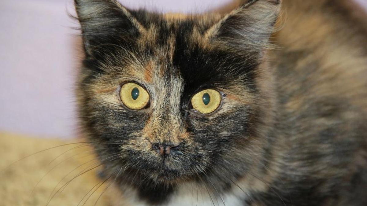 
Hi! My name is Momma! I have come to HSNMB in search of a forever home and a family of my own. I am looking for a family that will take care of me and show me the love that every new family member deserves. If this sounds like something you can give me, then come down to the shelter and speak with an adoption counselor about the adoption process.
