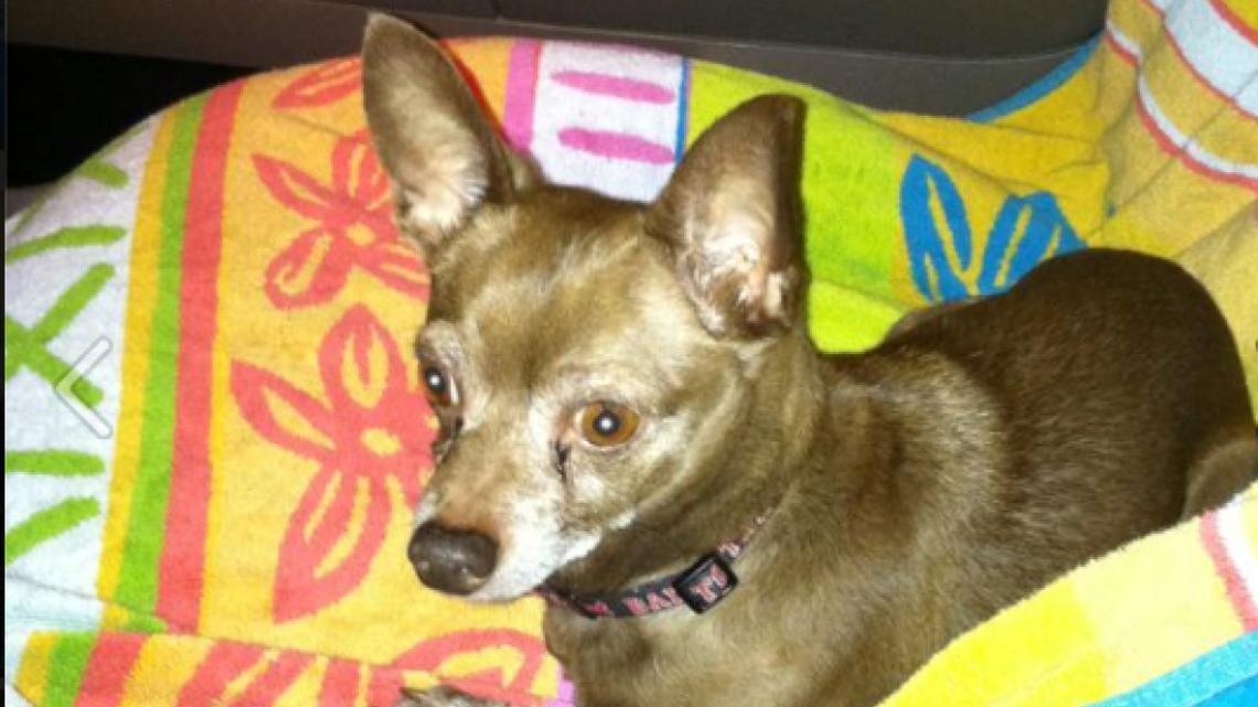 Animal Tales | All about Jasper