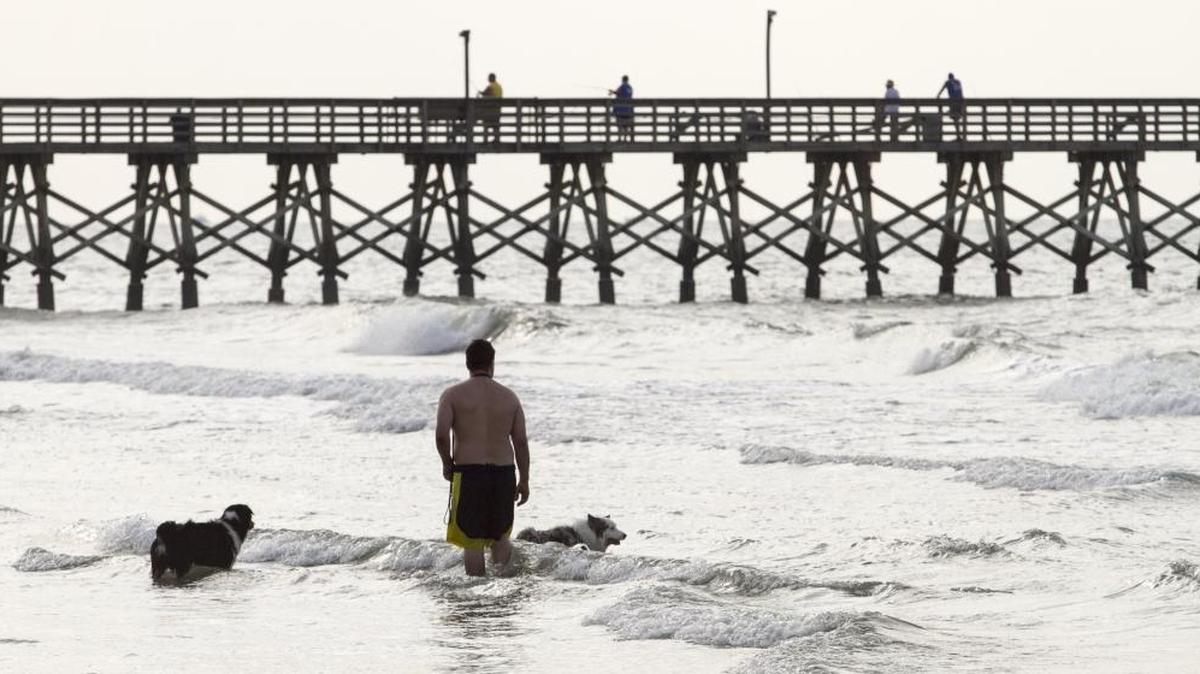 A man wades with his dogs off the beach in Cherry Grove in June.