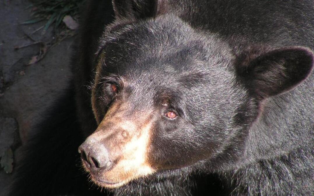 
A black bear
