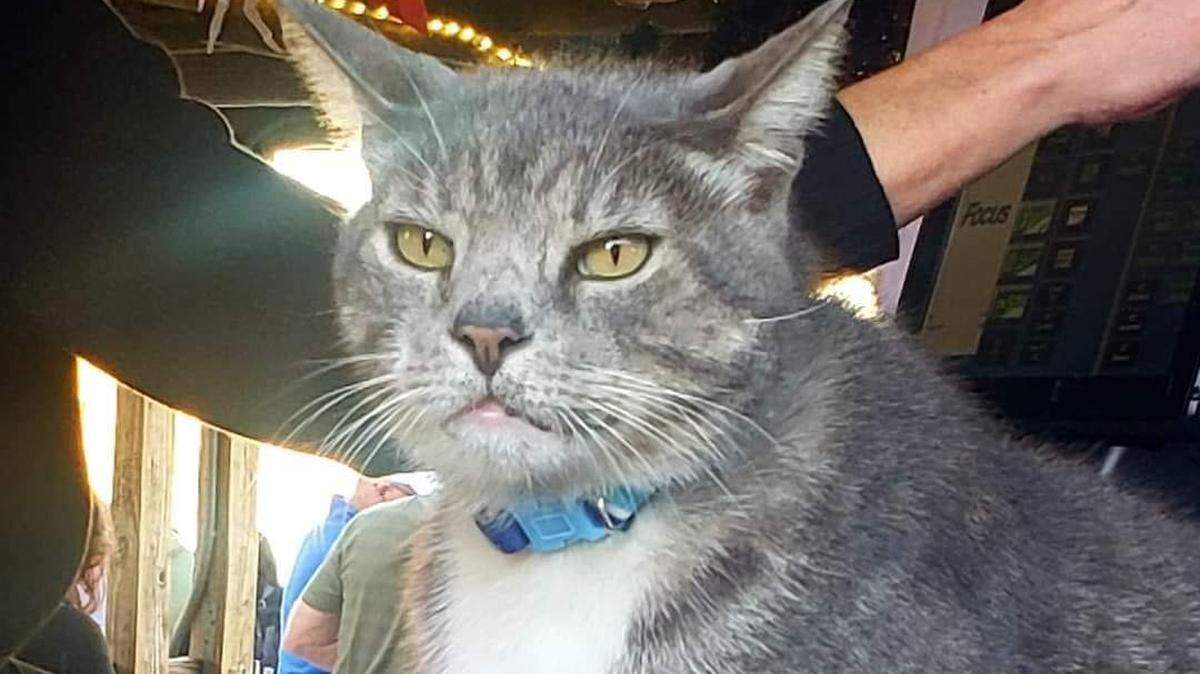 Mullet, the beloved cat from the Mullet Hut in Murrells Inlet, often hung out with customers and staff at Creek Ratz.