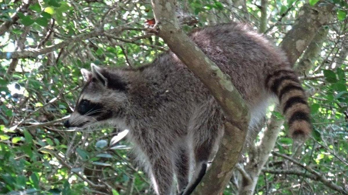 A Georgetown County resident is being treated by a doctor after touching a dead raccoon infected with rabies.