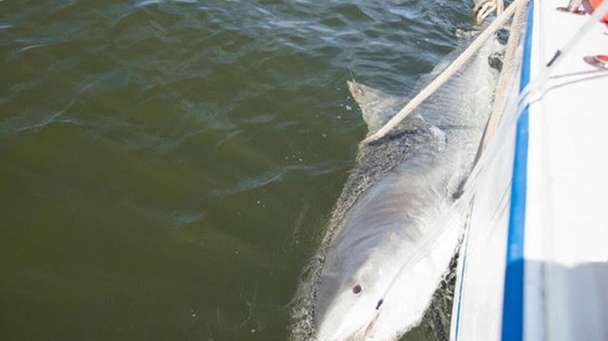 Harry-Etta is the 15th tiger shark to be tagged by S.C. Department of Natural Resources biologists in South Carolina waters.