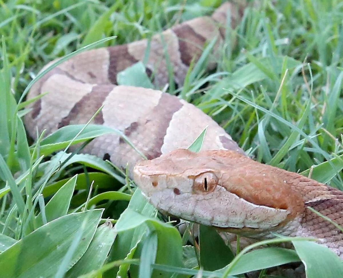 Copperhead snakes give birth to live young.