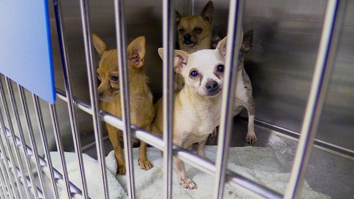 Some of the dogs seized from a Colleton County home late Monday.