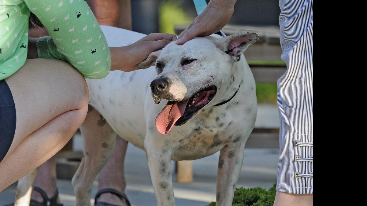 
The Grand Strand Humane Society took a group of dogs that are available for adoption to The Market Common and walked them trough the evening crowds in hopes they would get adopted. Pet owners who live in Myrtle Beach no longer have to register their dog or cat annually in the city, with funds raised benefiting the Humane Society.
