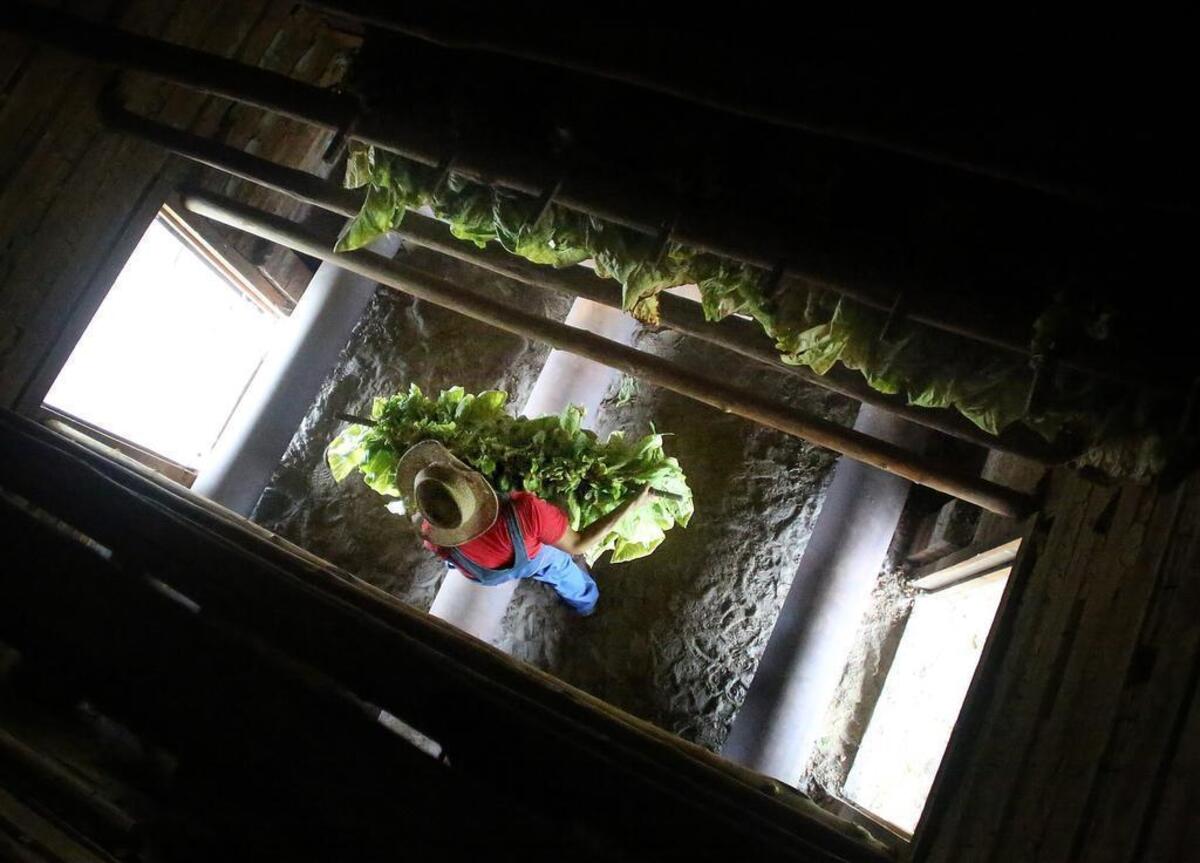 "I was raised on a tobacco farm but I'm not actually a tobacco farmer," Daron Lambert says volunteering to fill the curing barn at the L.W. Paul Living History Farm on Aug. 5, 2017. "Once you're raised on a tobacco farm, you're always one at heart. That's just the way it is."