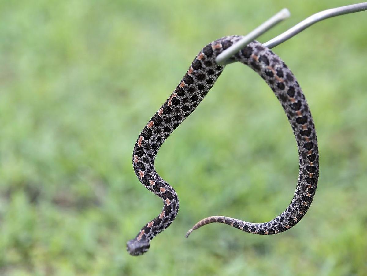 A full photo of a pigmy rattlesnake.