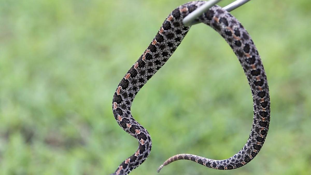 A full photo of a pigmy rattlesnake.