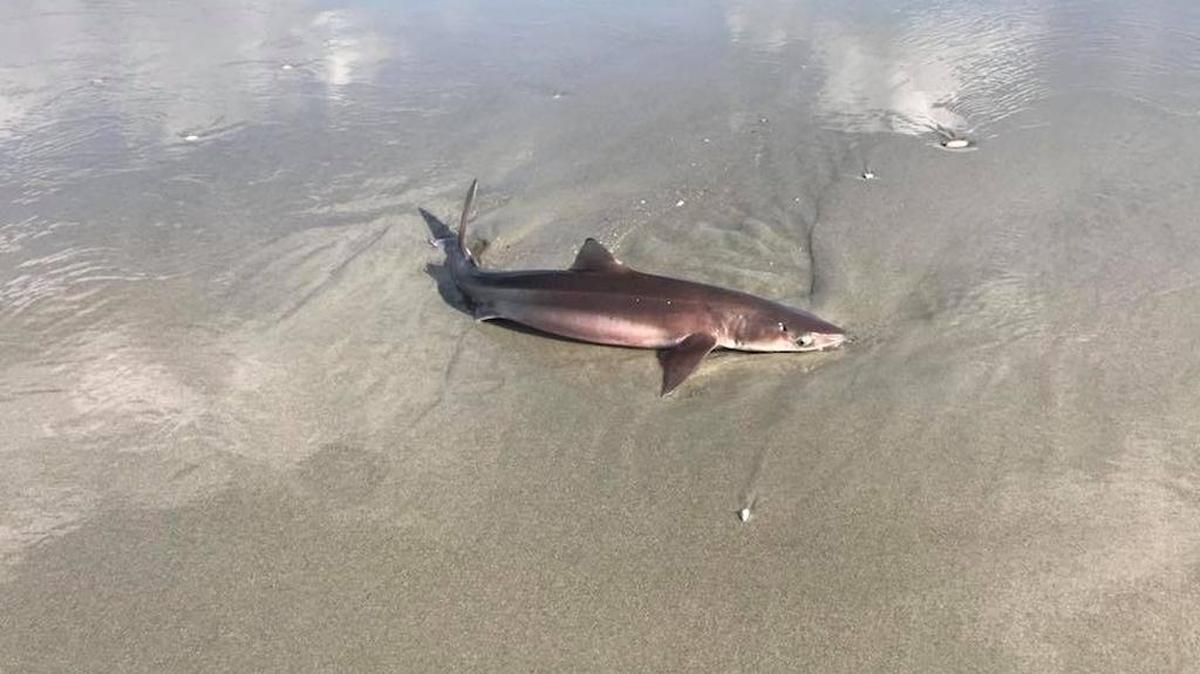 David Taylor find sharks beached in Garden City.